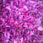 Heilkraft der Sommerkräuter