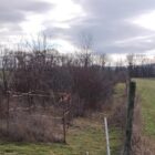 Mit Feldhecken für mehr Artenvielfalt