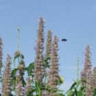 Natur vor Ort - Hummeln und Wildbienen