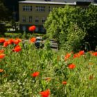 Natur vor Ort  - Was blüht in Tharandt?